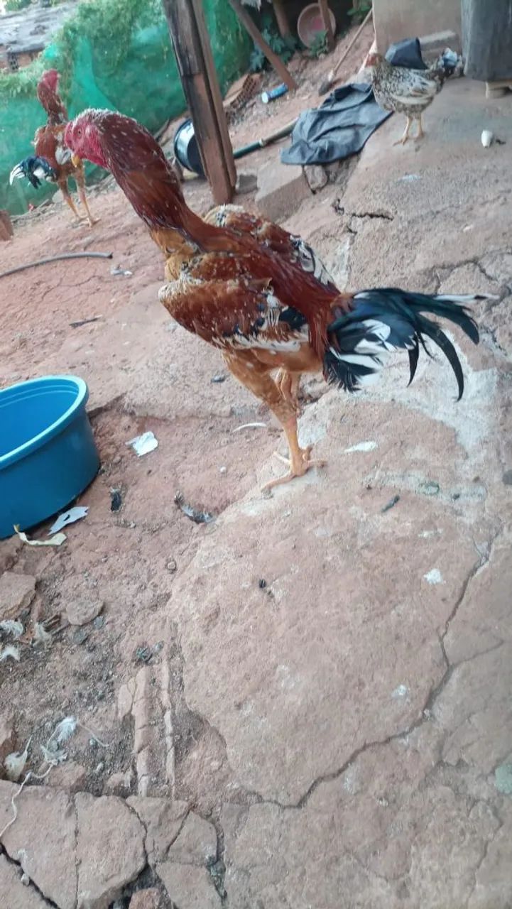 Galo  - Foto 2