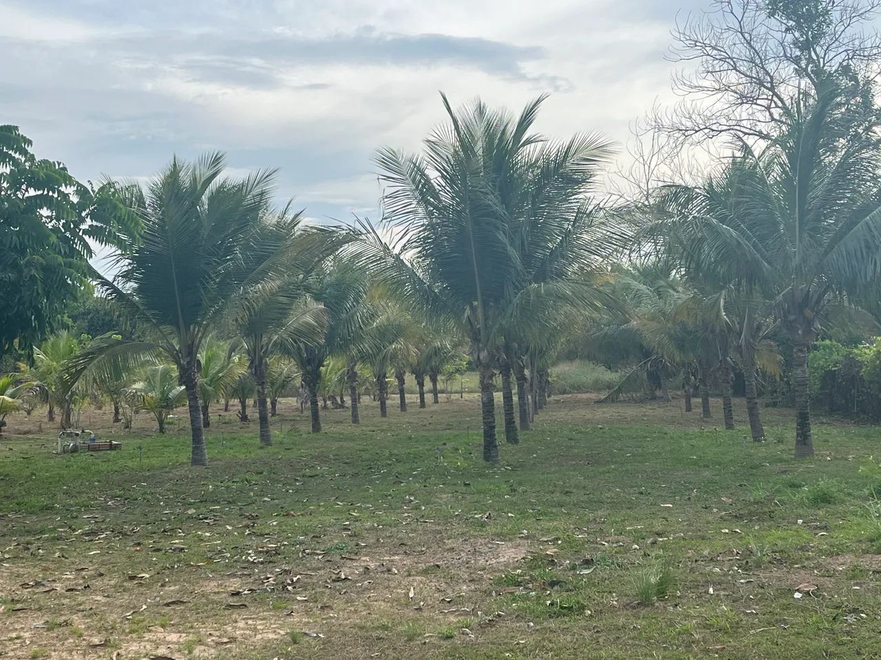Vende-se ou troca(por casa) sítio na Região do Bom Intento  - Foto 3