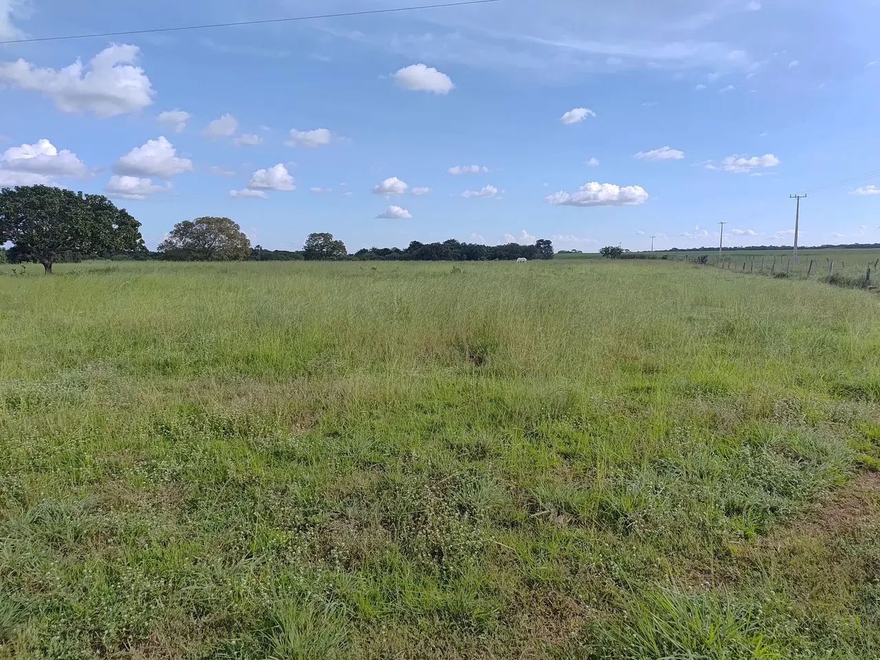 Fazenda á venda Próximo a Gurupi 