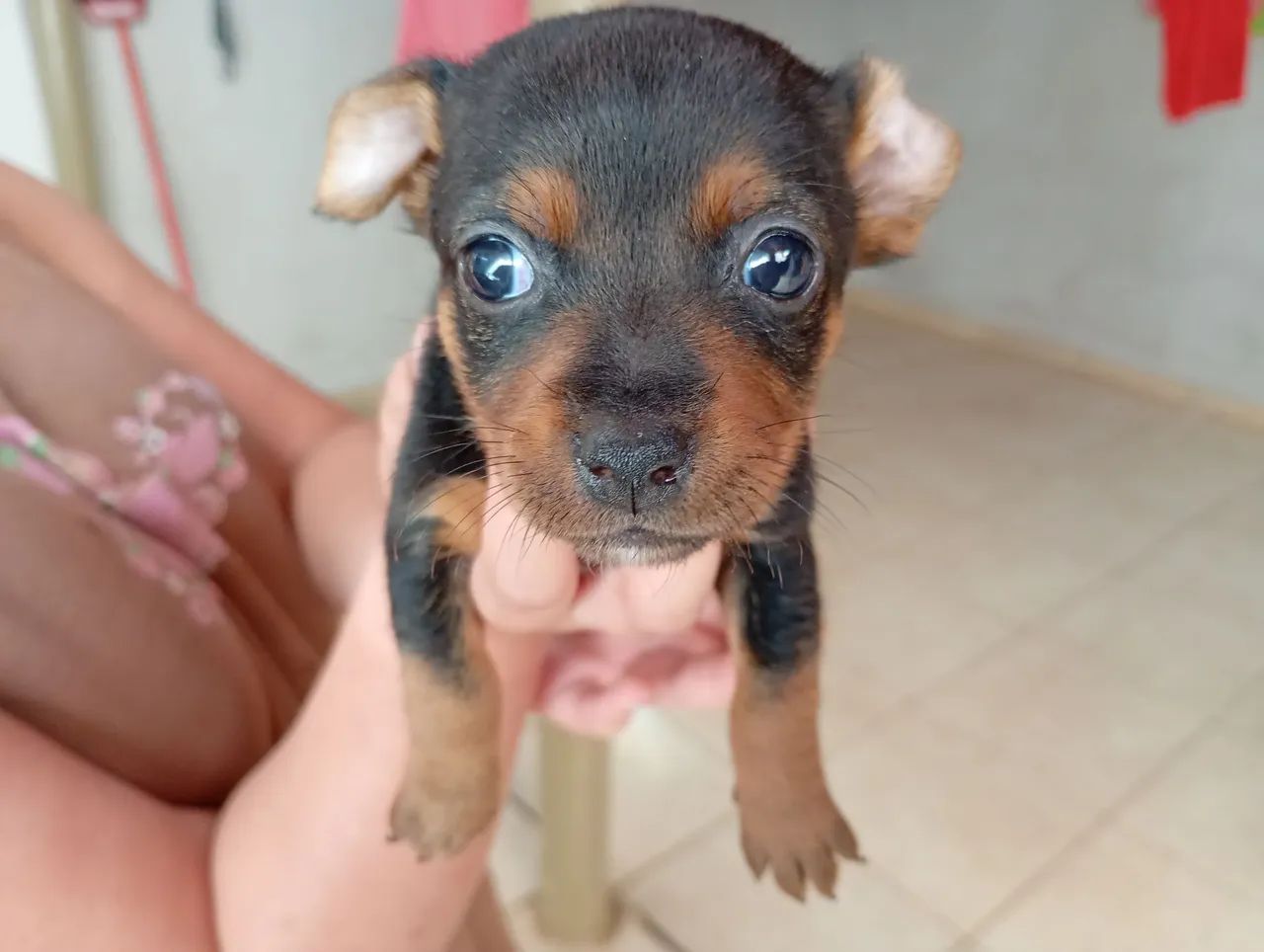 Pinscher fêmea zero - Foto 4