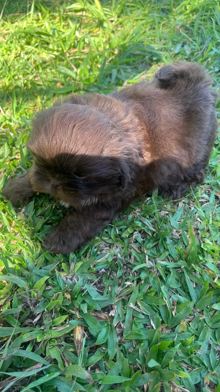 Shitzu  - Foto 3