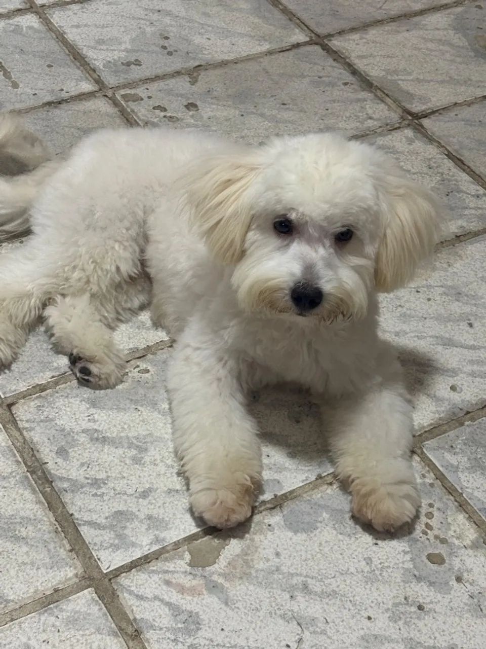 Vende-se cachorro poodle - Foto 5