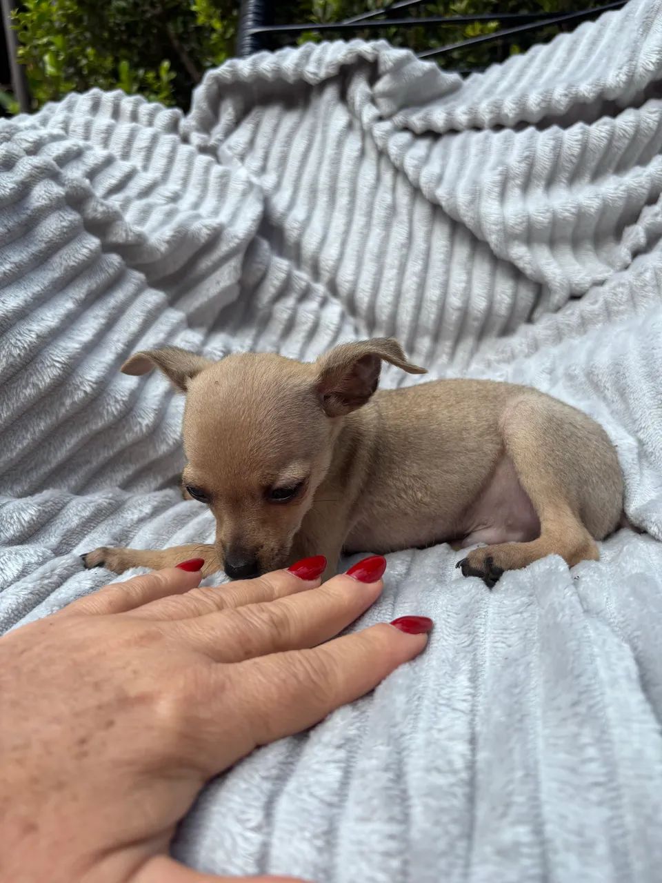 Pinscher machinho - Foto 5