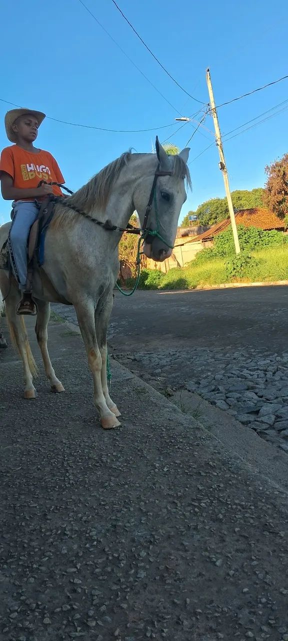 Vendo cavalo castrado marcha picada muito manso de menino andar esta com 3 anos - Foto 4