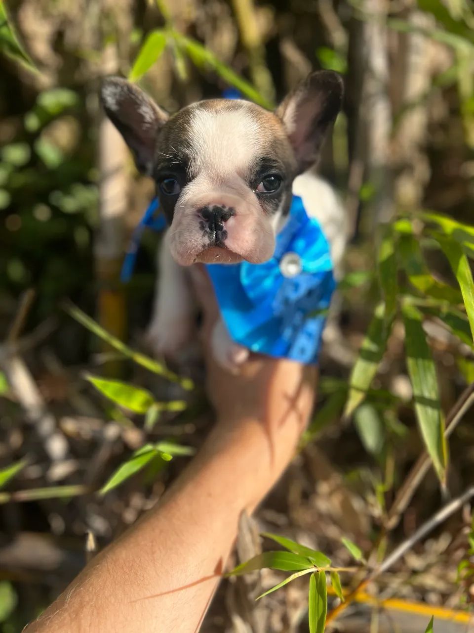 Bulldog francês   - Foto 2