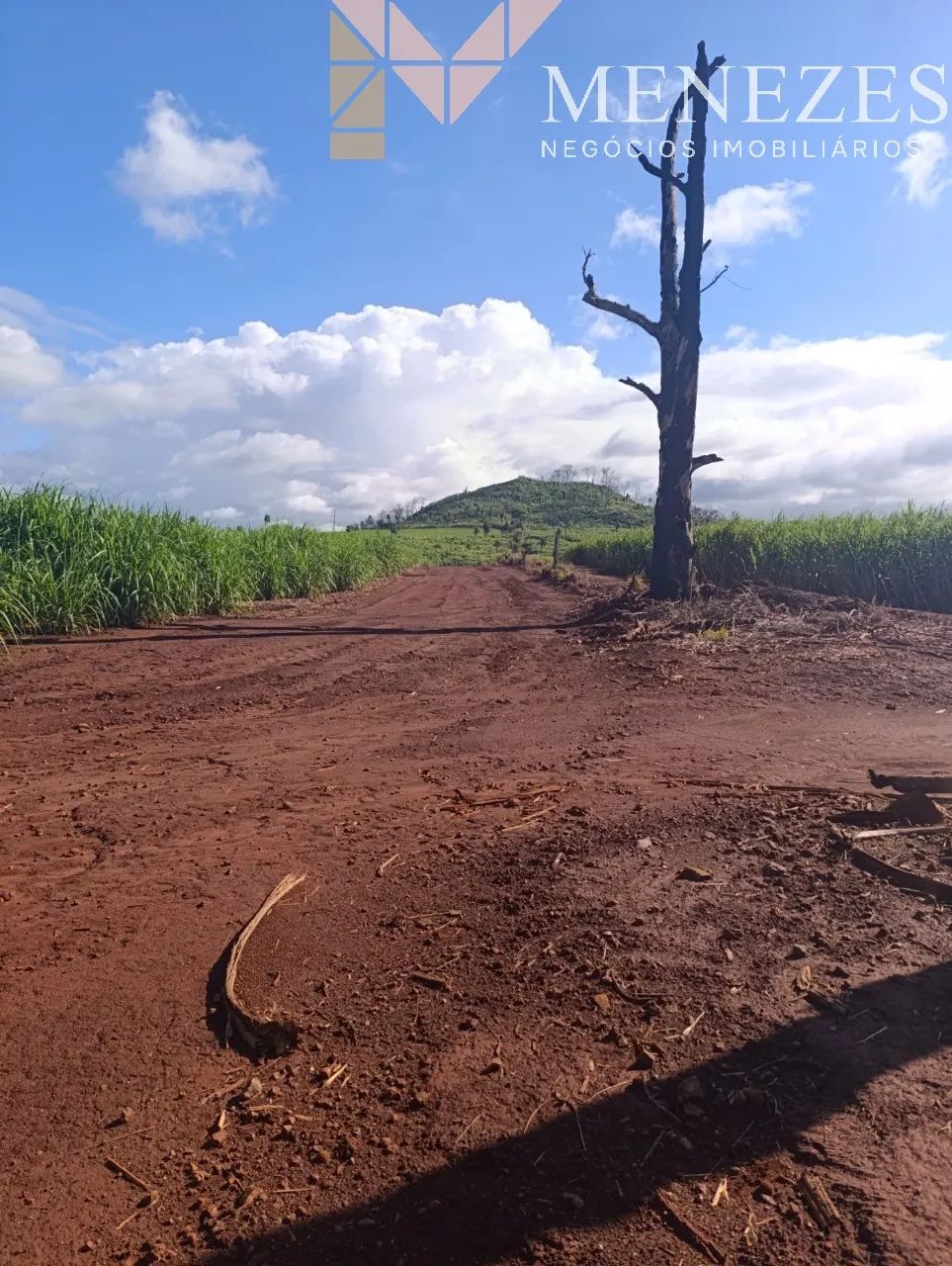 Fazenda à venda em Cajuru/SP - Foto 5
