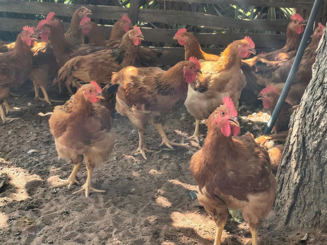 Frango a venda  - Foto 4