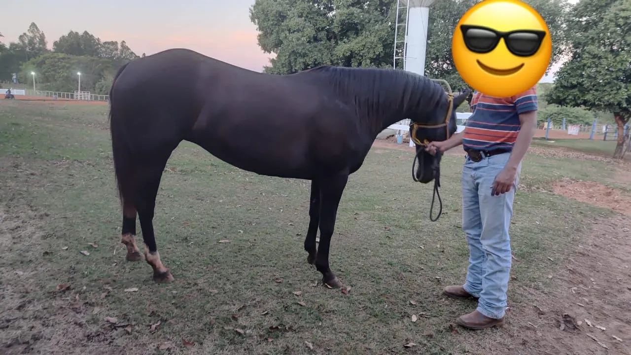 Égua Quarto de Milha