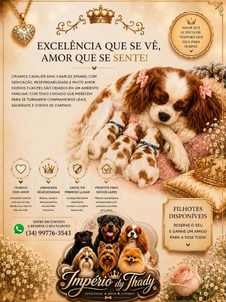 Filhote macho de Cavalier king  - Foto 3