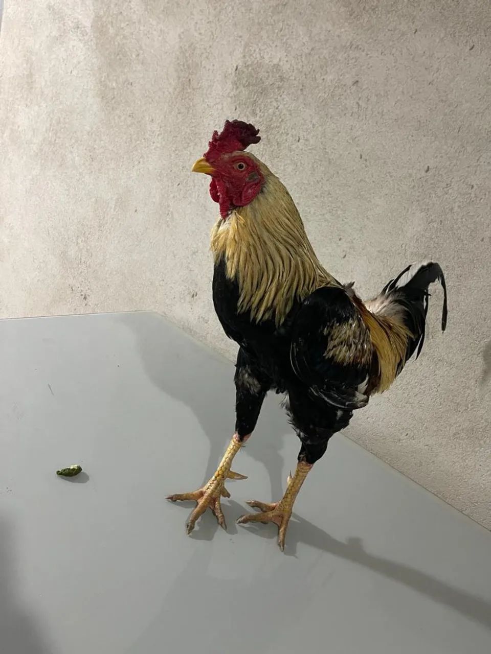 Galo - Foto 2