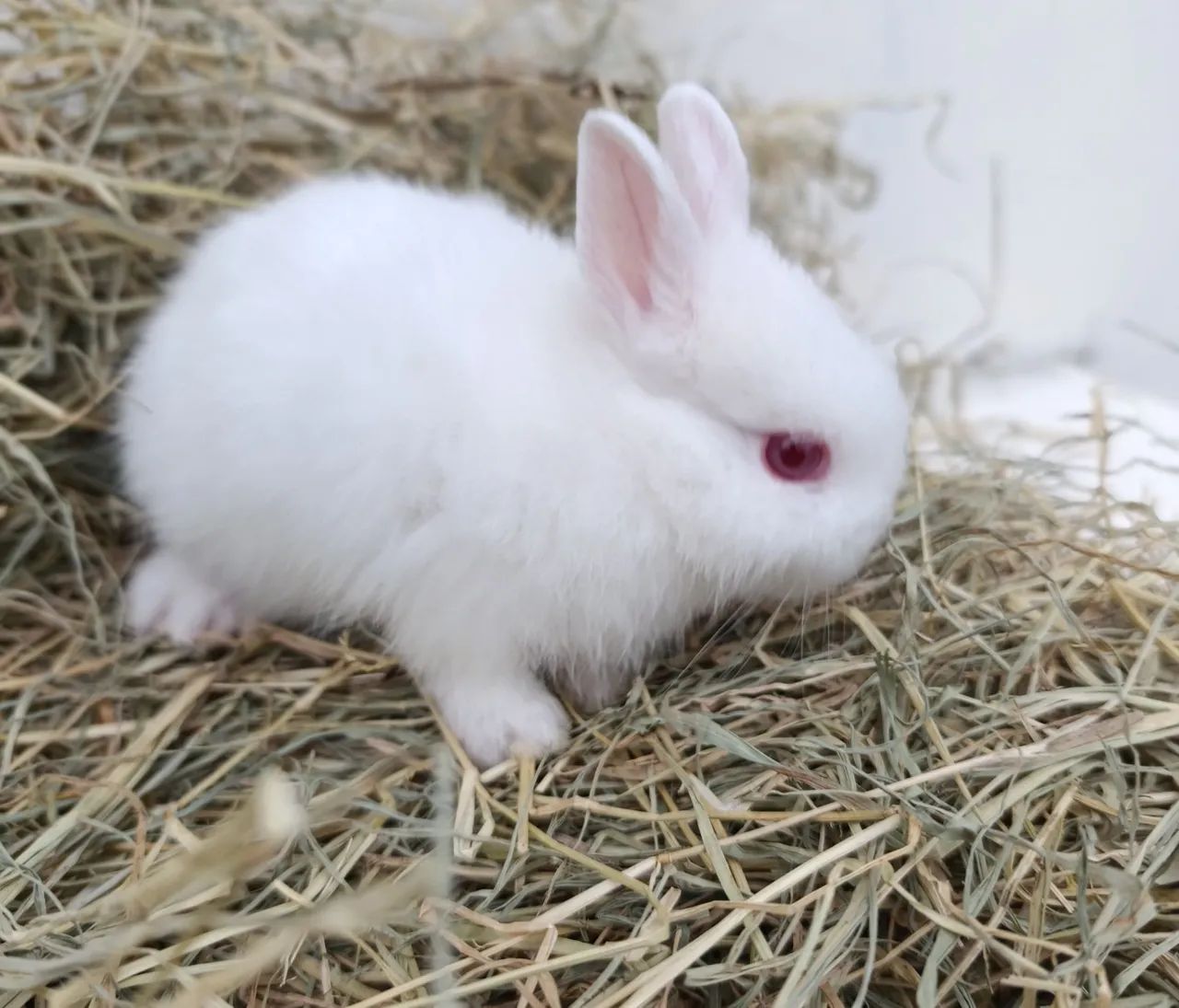 Filhote de Netherland Dwarf Albino  - Foto 3