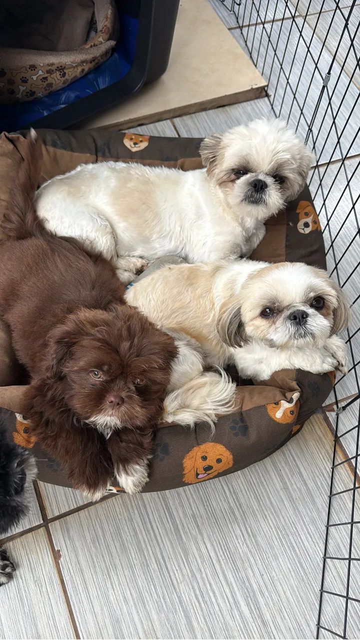 Shi-tzu - Foto 2
