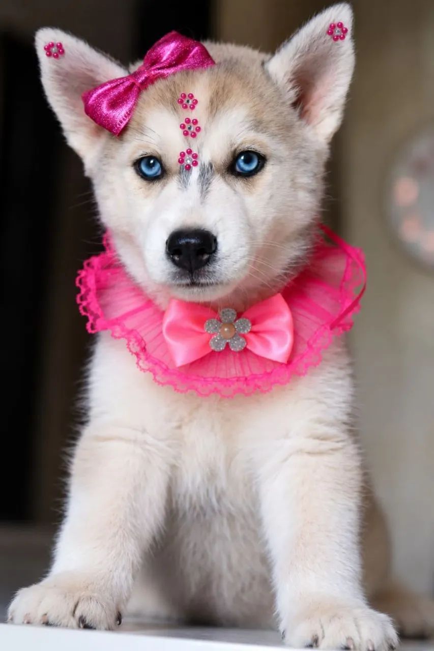 Husky parcelamos  - Foto 4