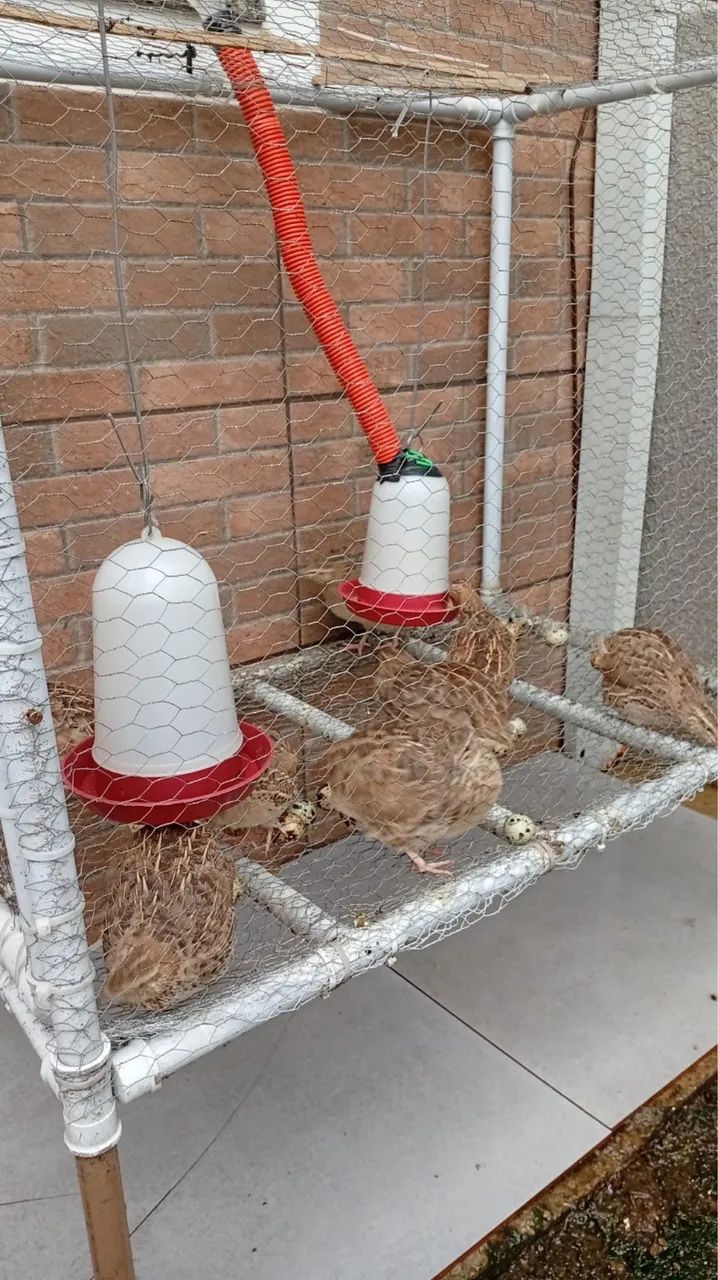 Vendo codornas com gaiola  - Foto 4
