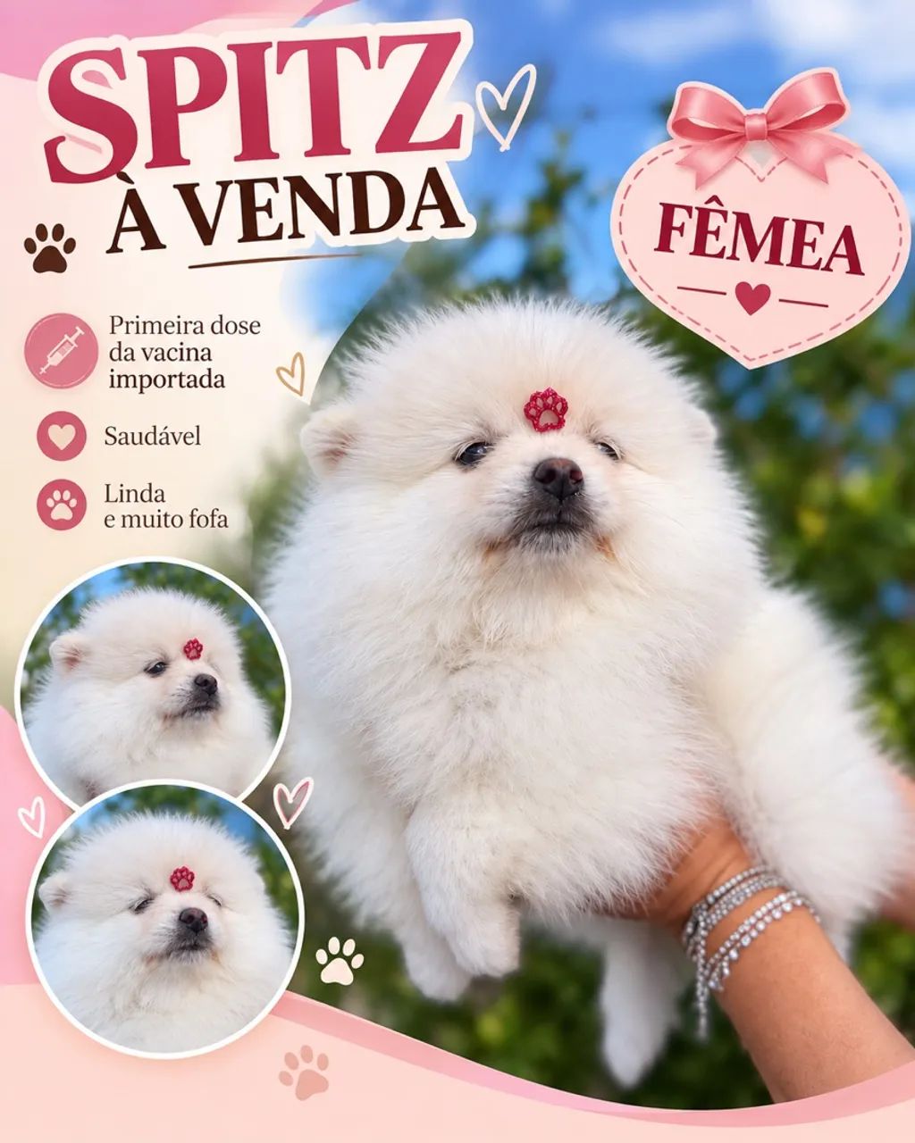 Lindos filhotes de spitz alemão ? - Foto 2