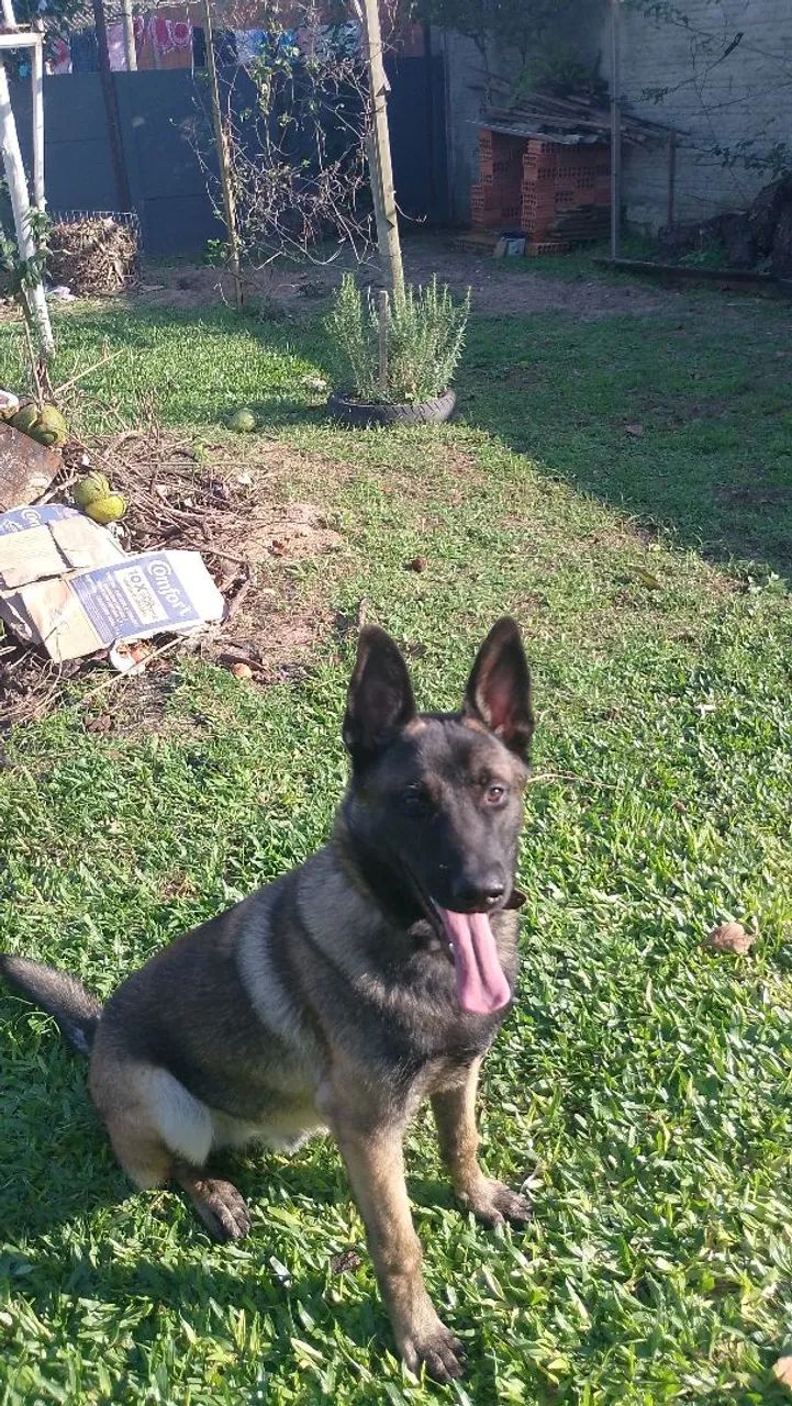 Lindo Malinois doação Responsavel  - Foto 2