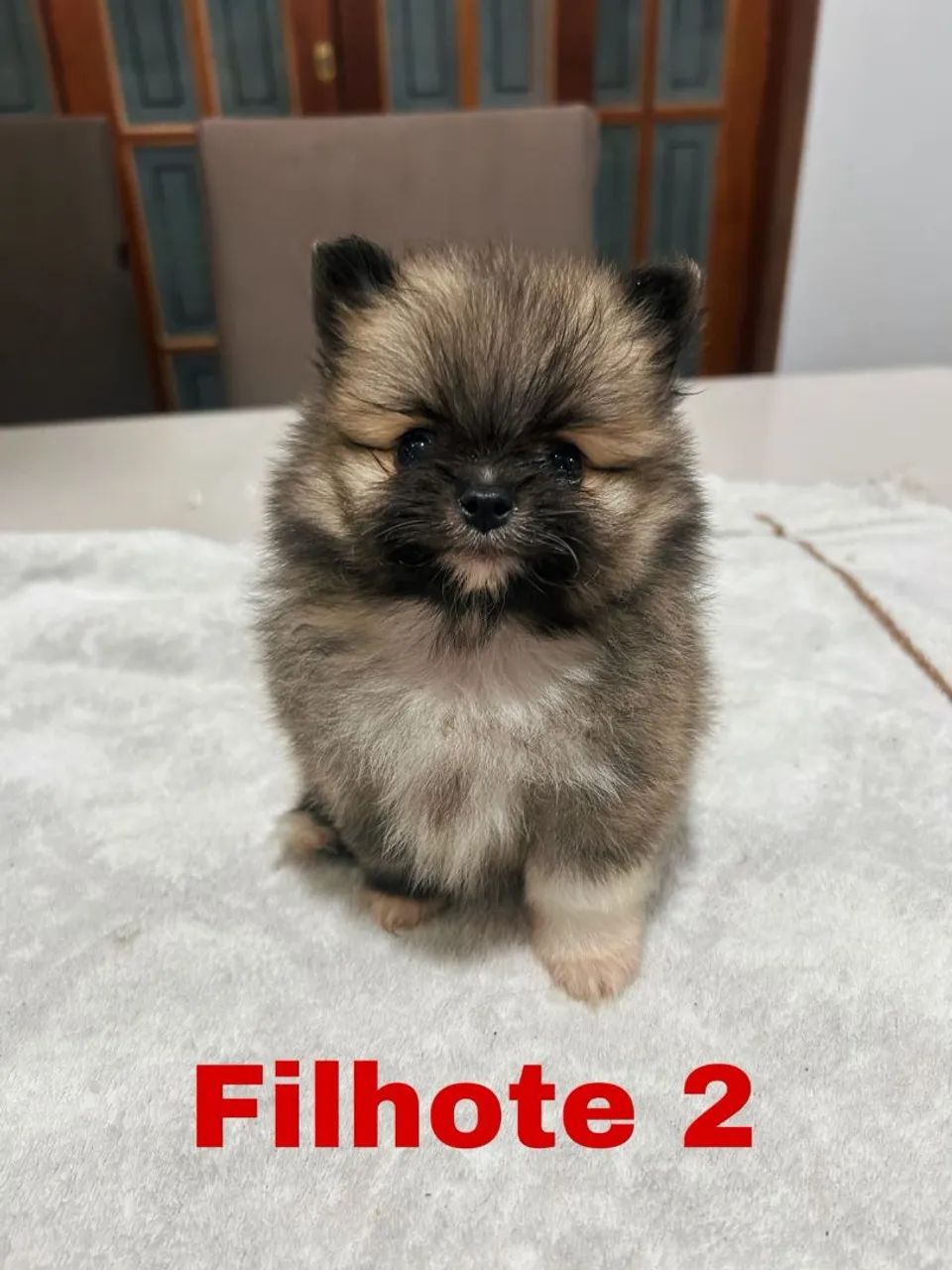Spitz  - Foto 3
