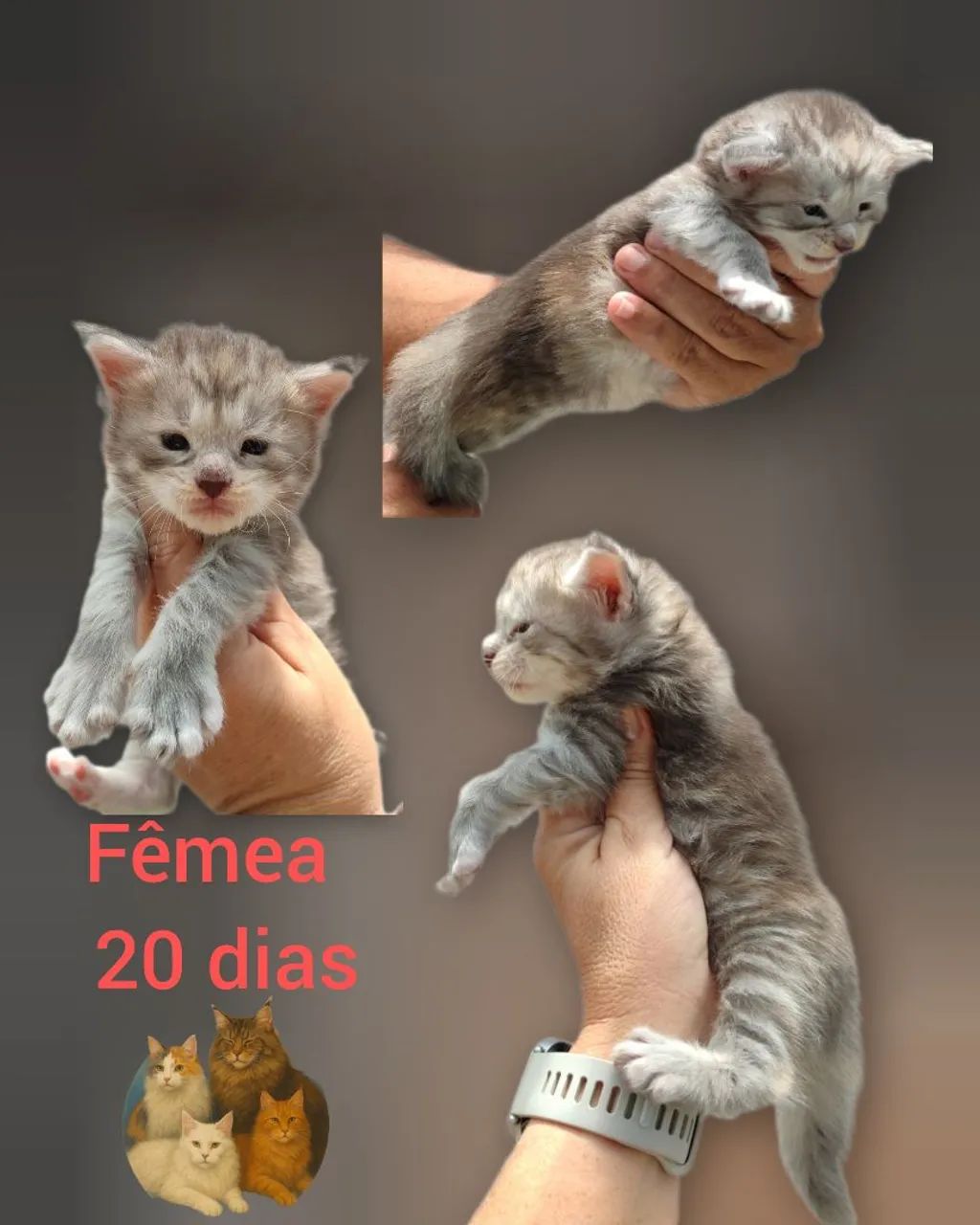 Filhotes Maine Coon  - Foto 6