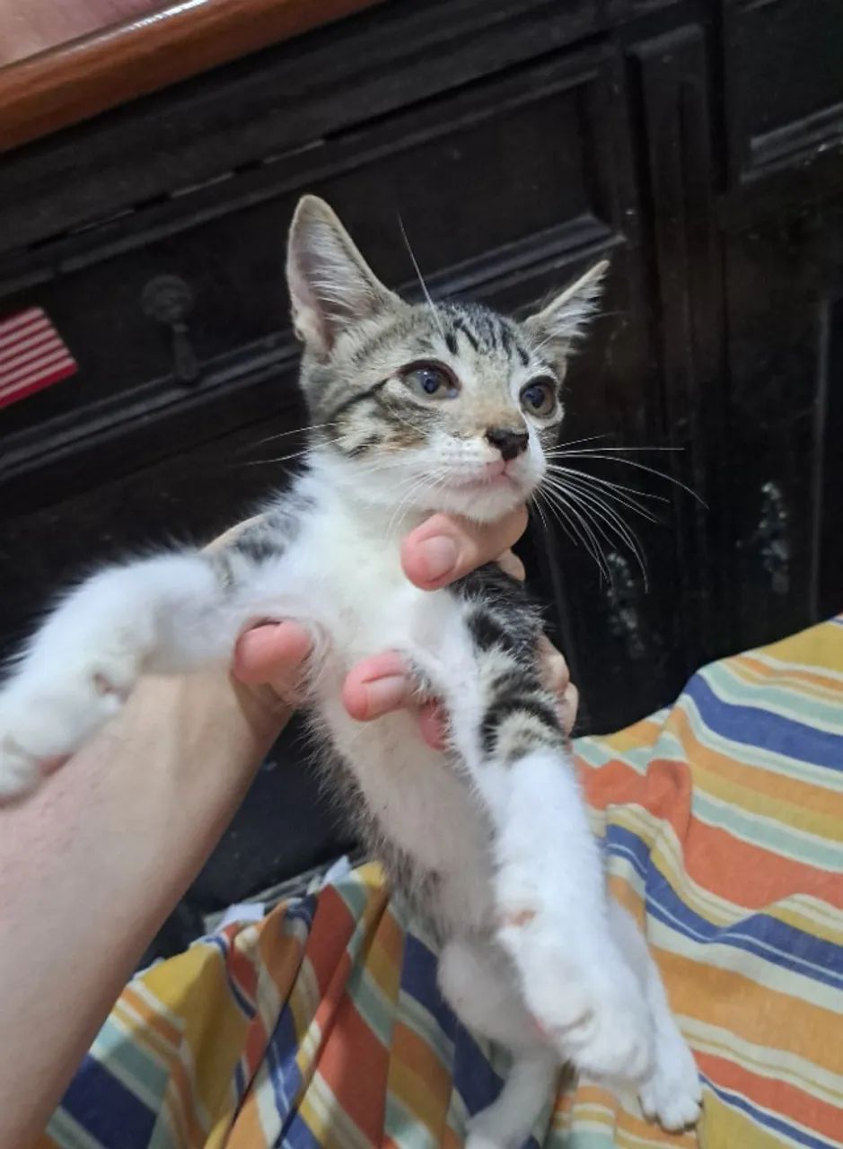 Doa-se gatinho macho de 2 meses de idade  - Foto 2