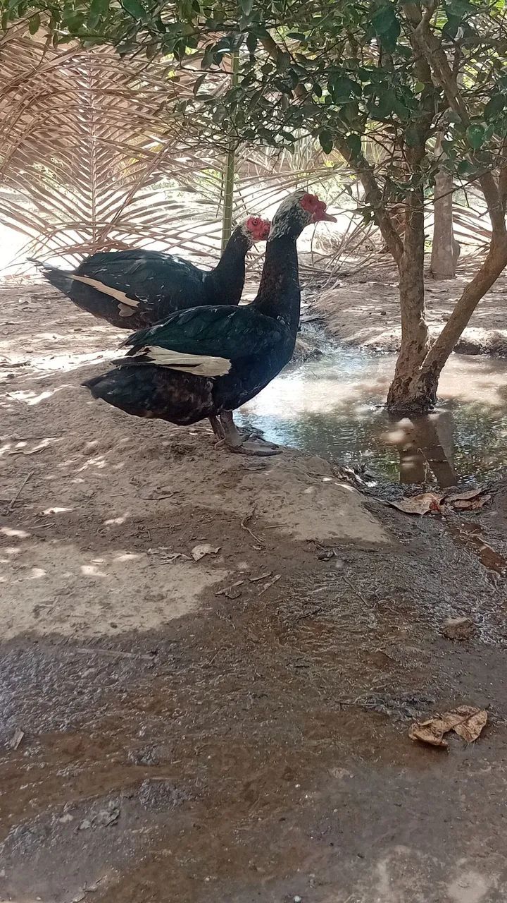 Patos  - Foto 2