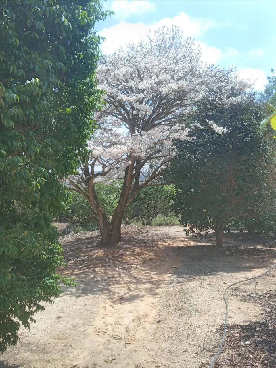 Sítio no sul de minas  - Foto 2