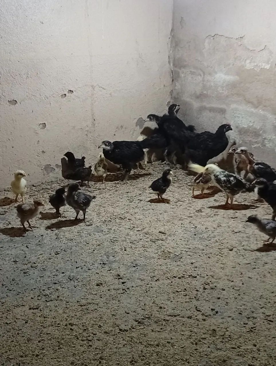Pintinho caipira ?