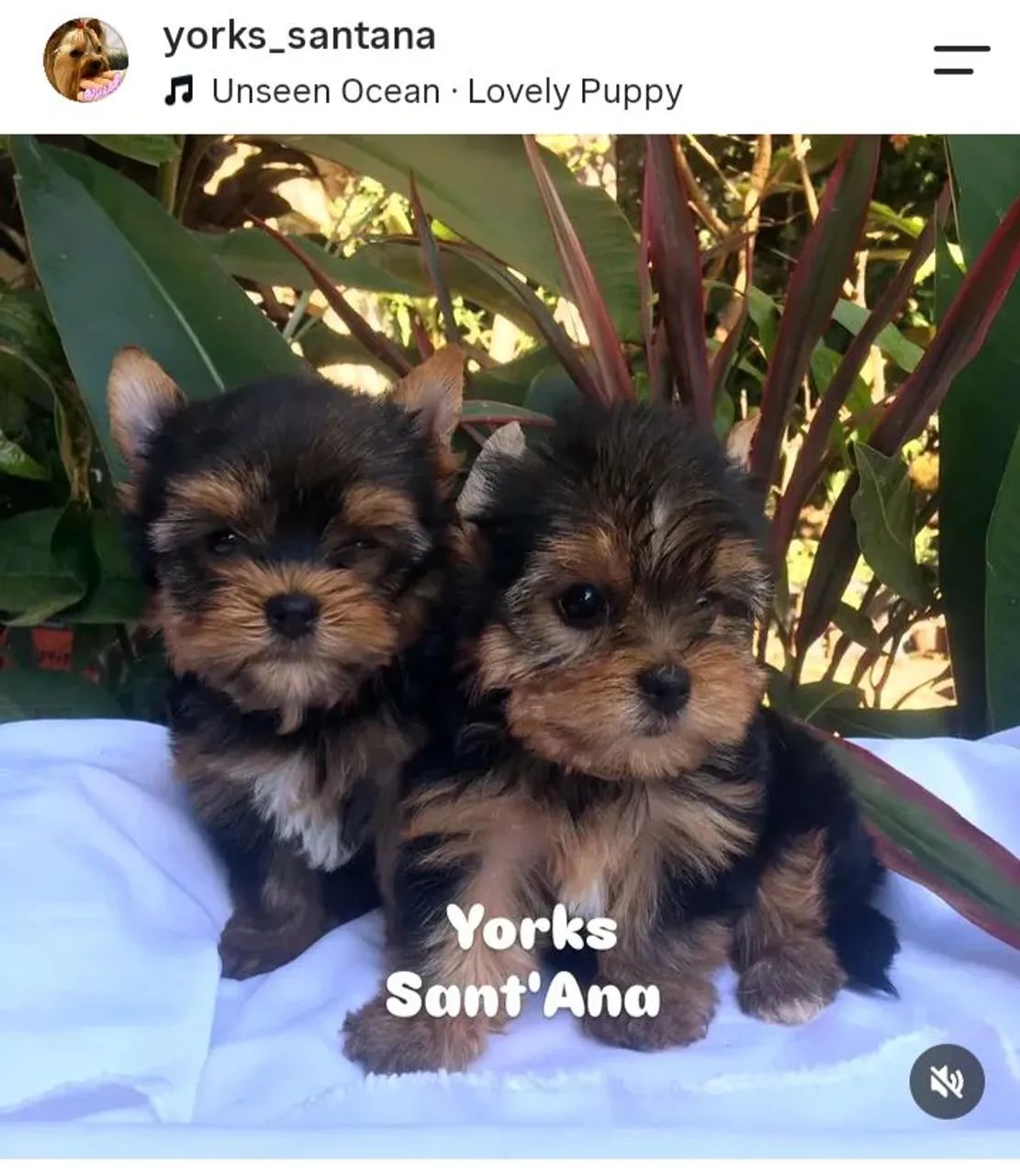Yorkshire Terrier - machos 