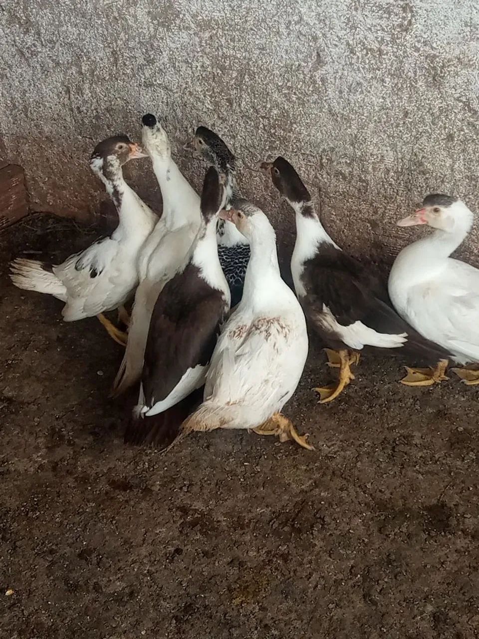 Patos  - Foto 4