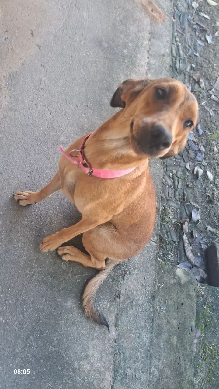 Raça não definida  - Foto 5