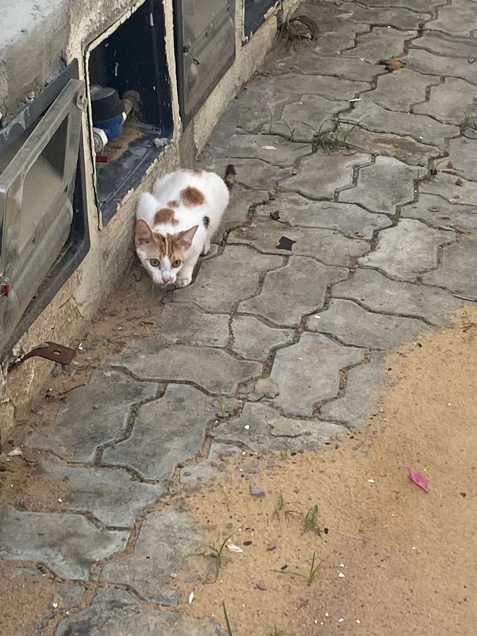 Adote um gatinho - Foto 3