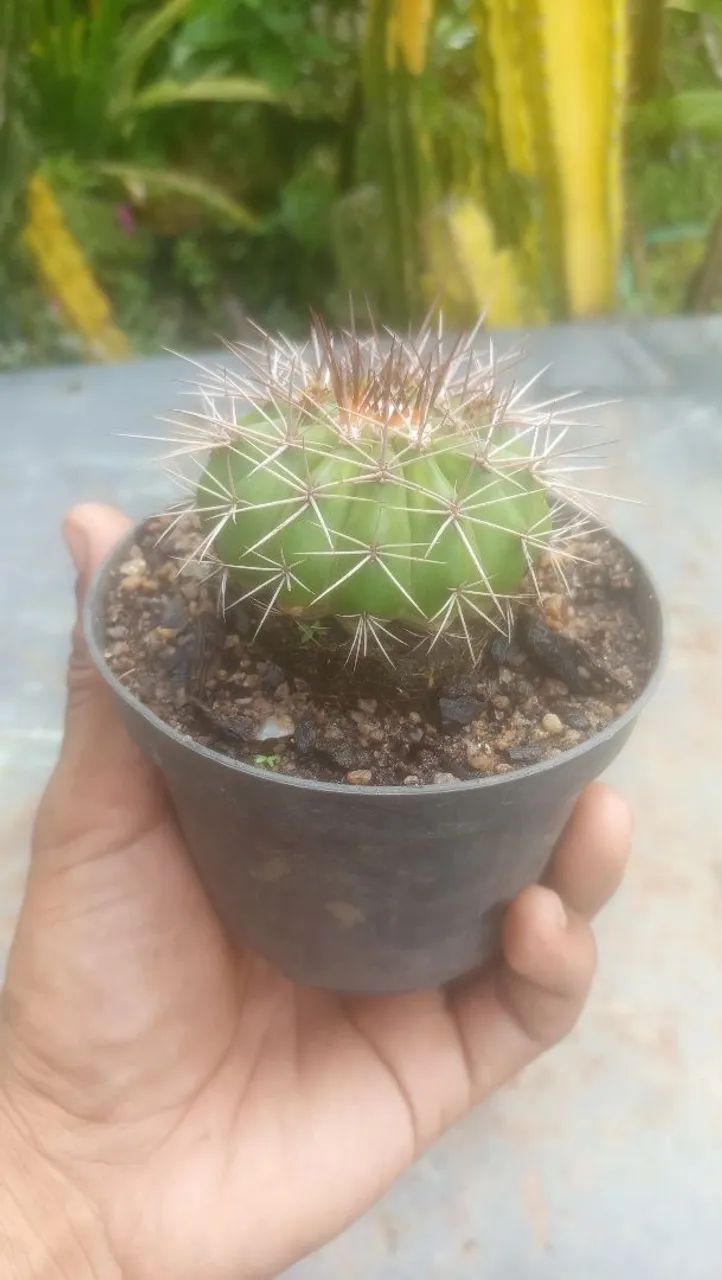 Cacto coroa-de-frade - Foto 4