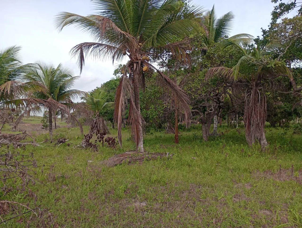 Vende um terreno metade sítio e outra pasto - Foto 3