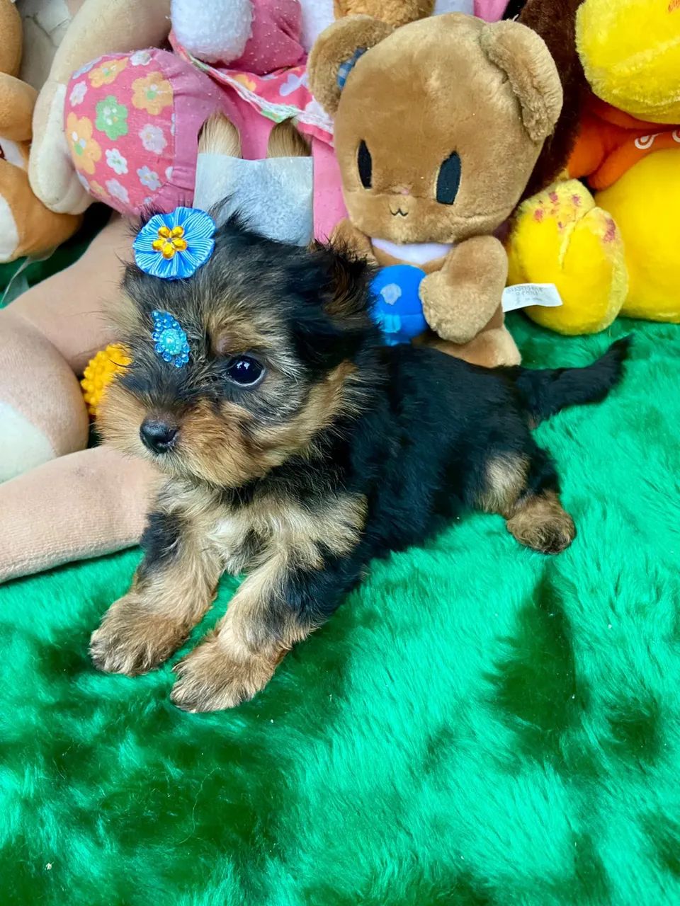 Filhotes de Yorkshire mini com procedência
