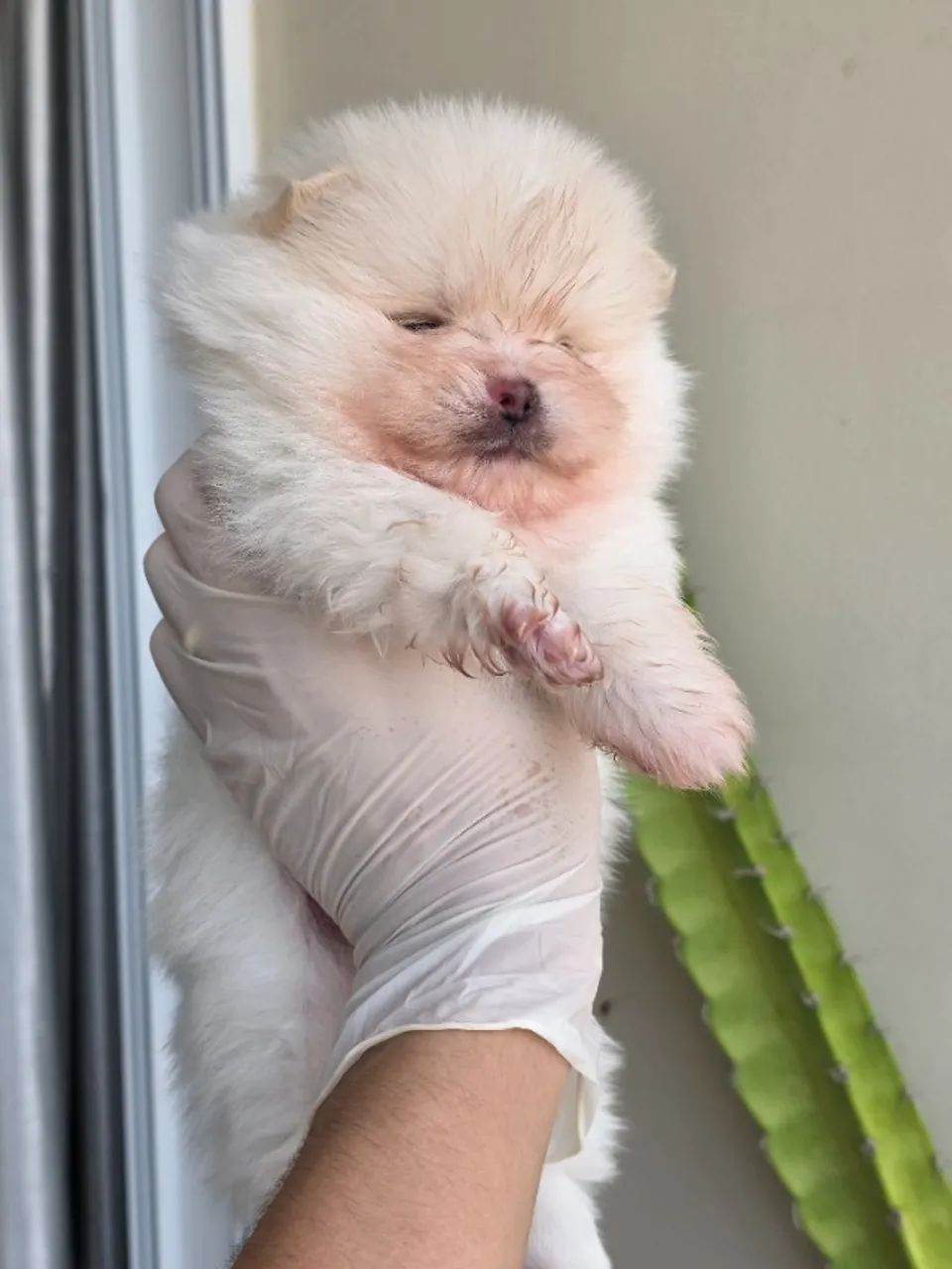 Lulu da pomerania - Spitz Alemão  - Foto 5