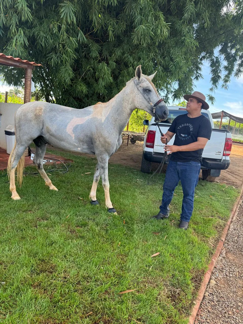 Cavalo - Foto 2