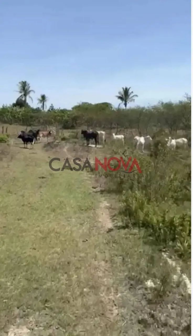 Fazenda com 170 tarefas em Riachão do Dantas - Foto 2