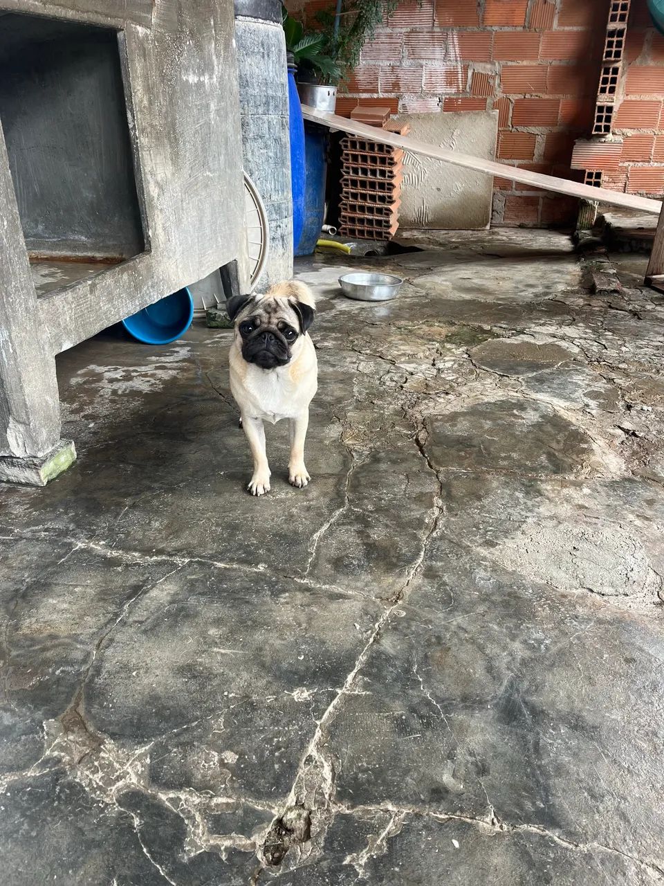 Cachorra Fêmea PUG - Foto 3