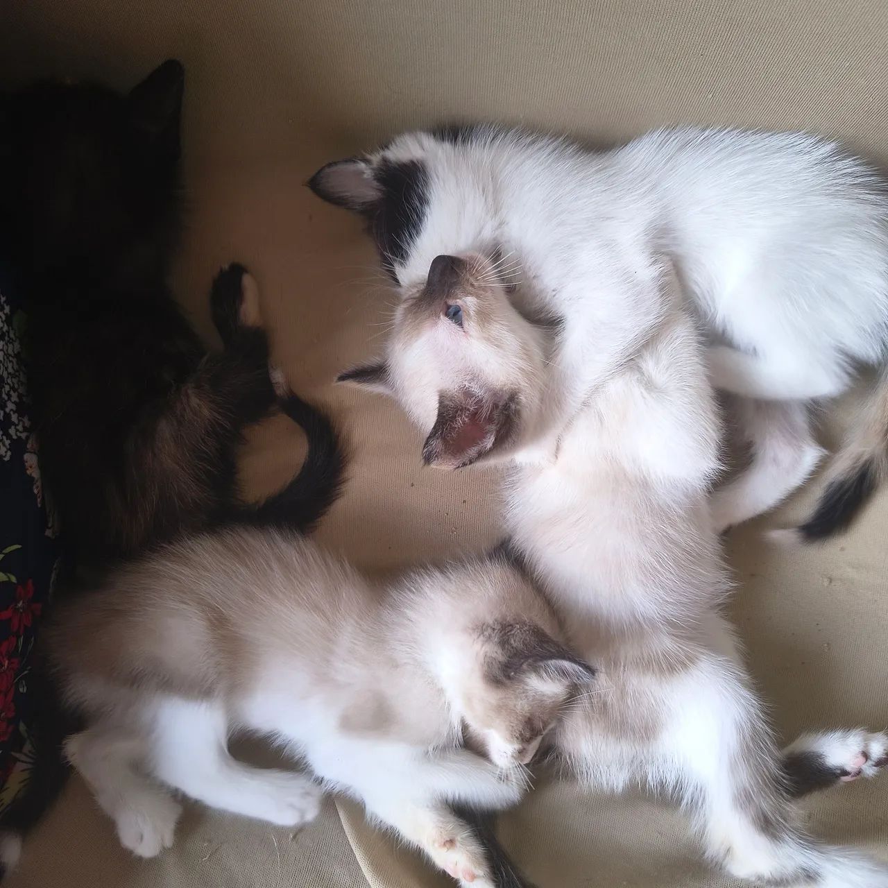Estou doando filhotes de gato - Foto 5