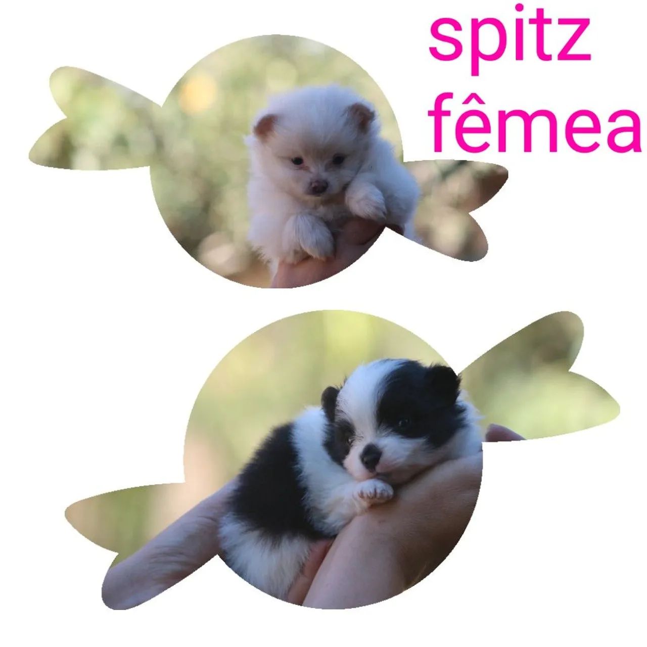 Spitz alemão  - Foto 2