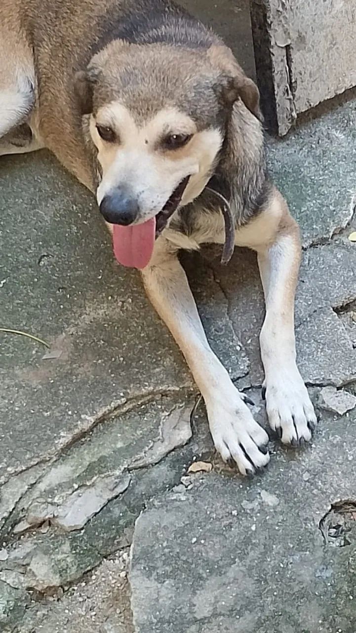 Cachorro 