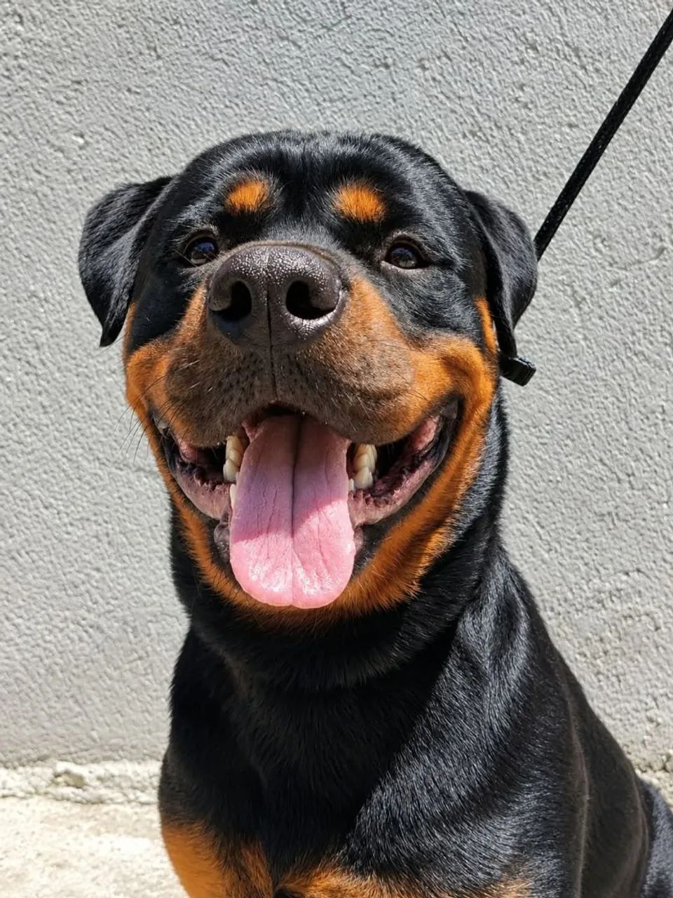 Rottweiler 