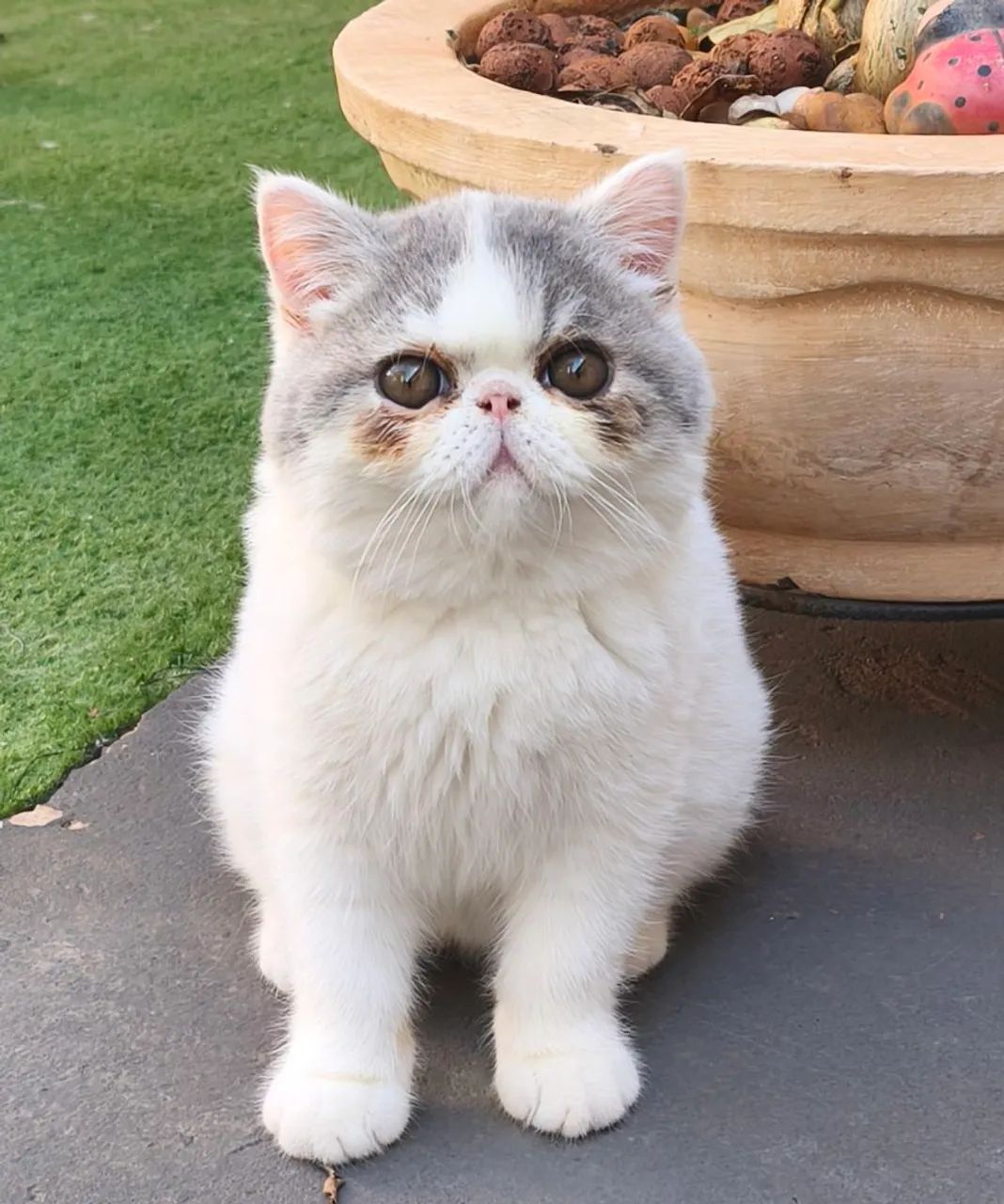 Raça Exotic Shorthair  - Foto 3