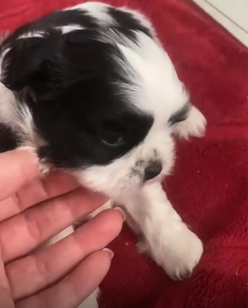 Cachorro 