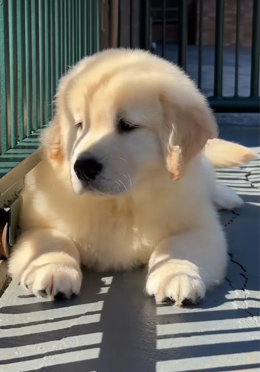 Golden  - Foto 2