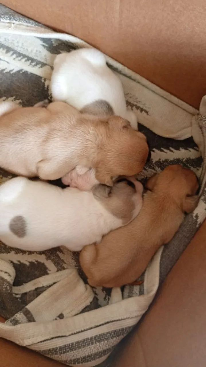Buldogue francês  - Foto 4