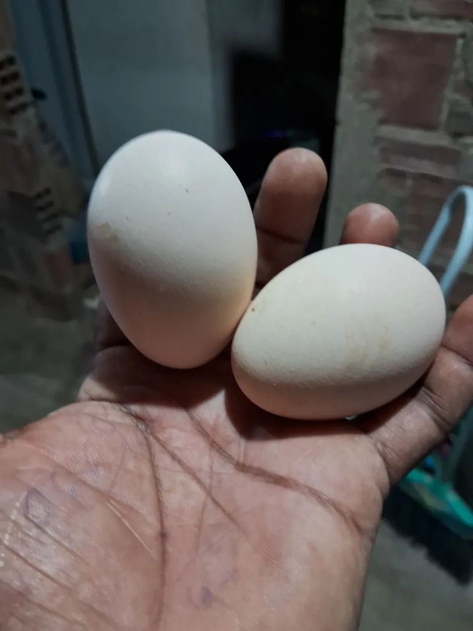 Ovos galados  - Foto 2