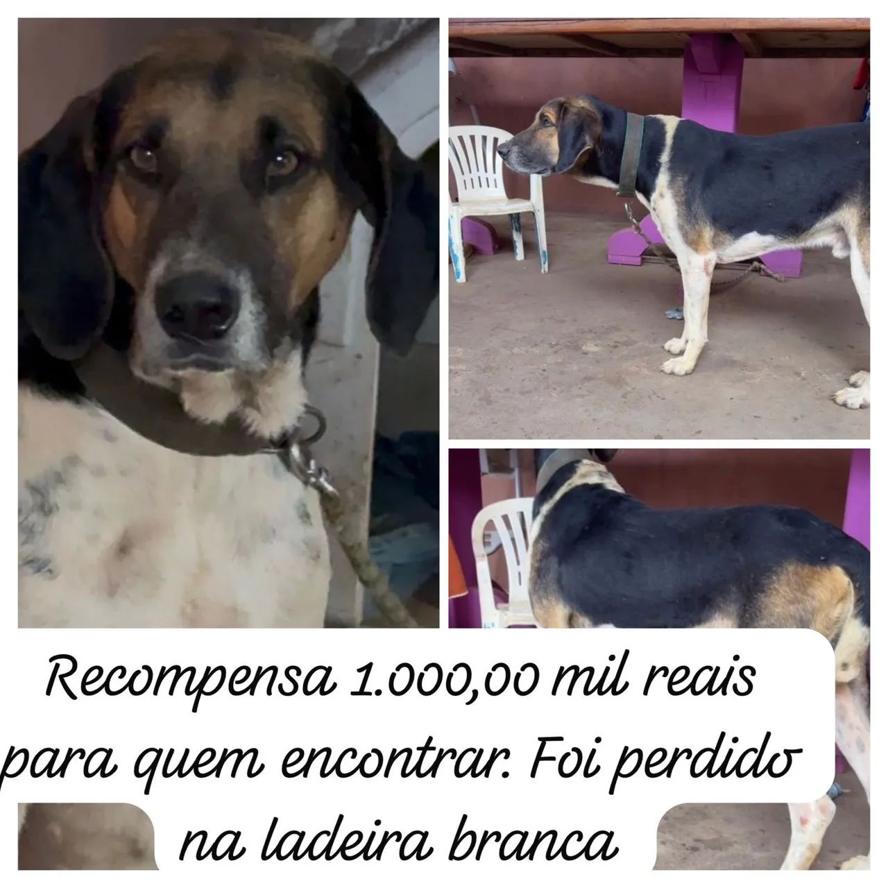 Cachorro  - Foto 2