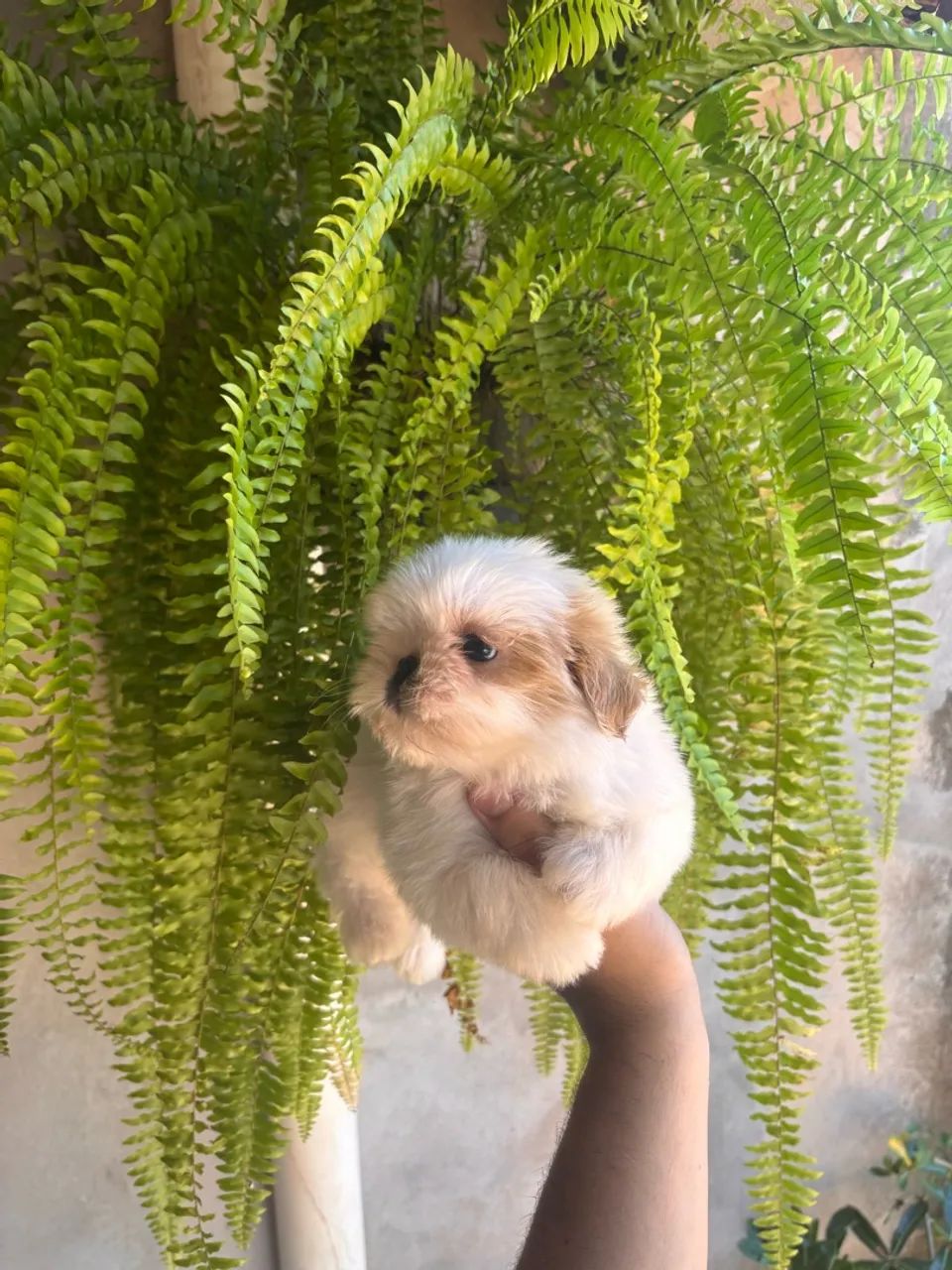 Fêmea de Shihtzu disponível.