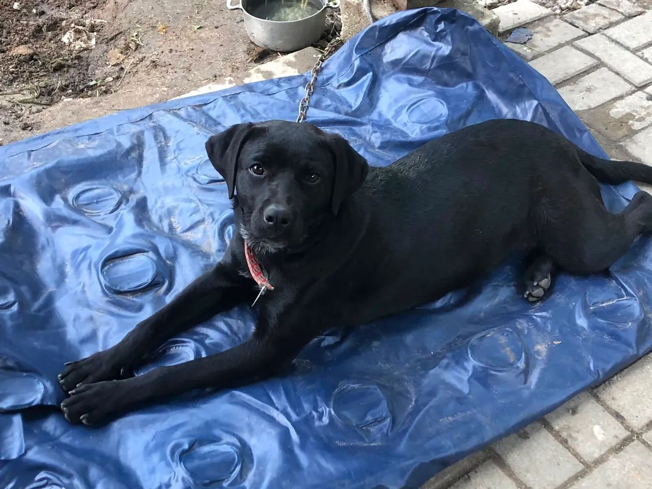 Doação de cachorra