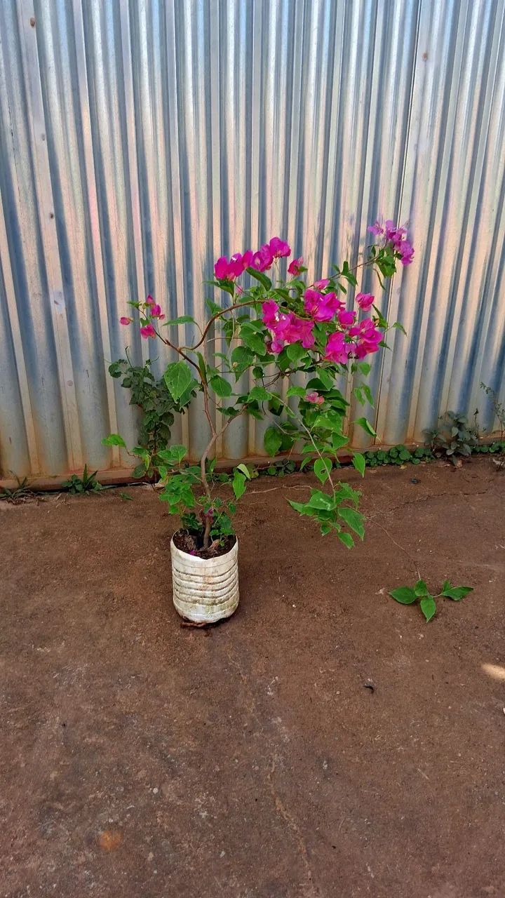Primavera cor de rosa  - Foto 5
